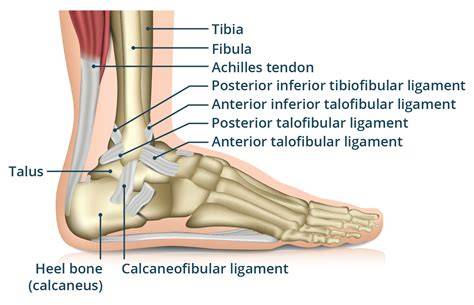 Ankle Hurts When Walking