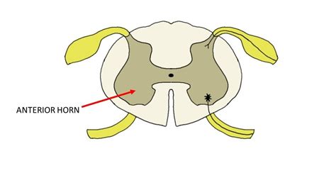 Anterior Horn Of Spinal Cord