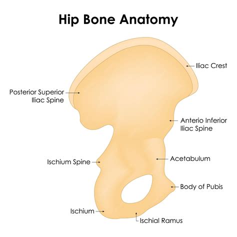Anterior Inferior Iliac Spine