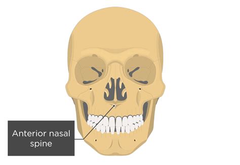 Anterior Nasal Spine