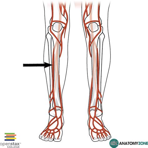 Anterior Tibial Artery