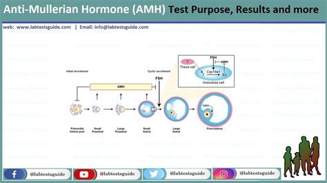 Anti Mullerian Hormone Test