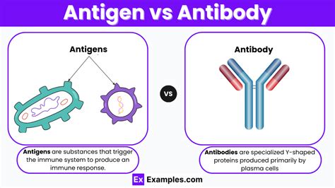 Antibody Vs Antigen