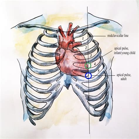 Apical Pulse Location