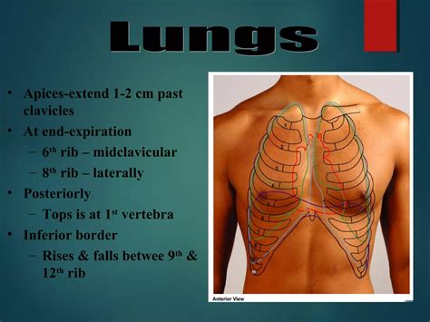 Apices Of Lungs