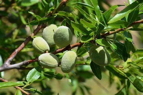 Are Almonds A Tree Nut