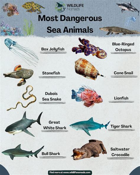 Are There Any Dangerous Animals In Bali