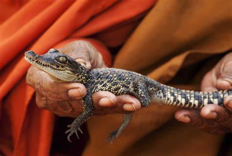 Are There Any Endangered Crocodiles