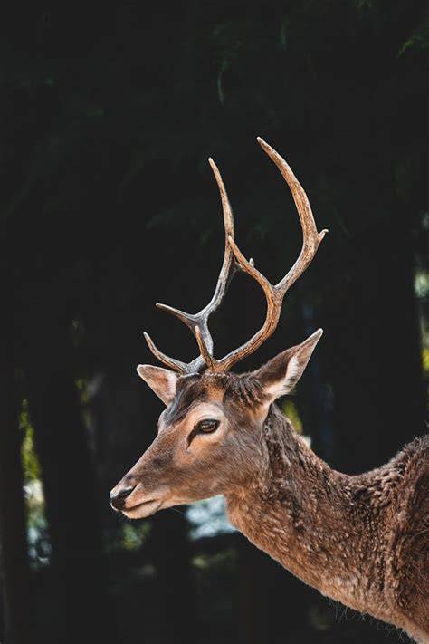 Are There Any Endangered Deer Species