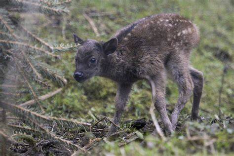 Are There Any Endangered Deer
