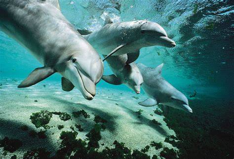 Are There Any Endangered Dolphins