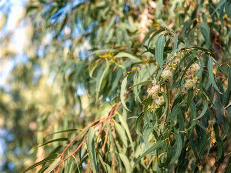Are There Any Endangered Eucalyptus Trees