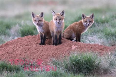 Are There Any Endangered Fox Species