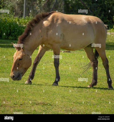 Are There Any Endangered Horses