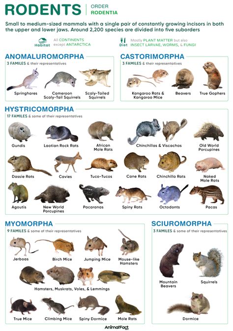 Are There Any Endangered Rodents