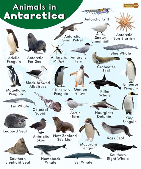 Are There Endangered Animals In Antarctica
