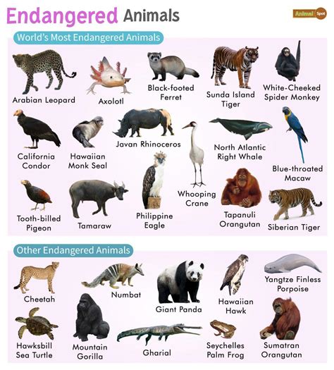 Are There Endangered Animals