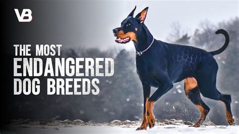 Are There Endangered Dog Breeds