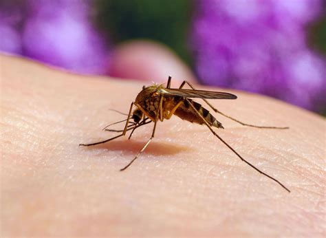 Are There Endangered Mosquitoes