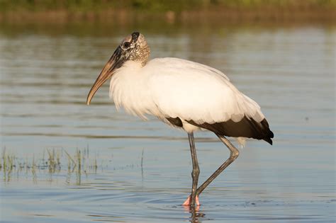 Are There Endangered Species In The Everglades