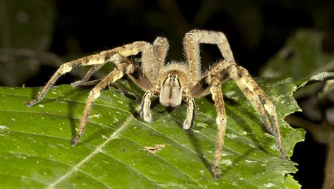 Are There Endangered Spiders