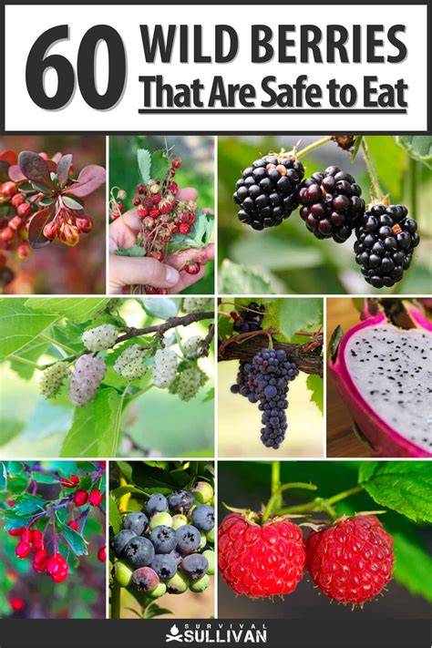 Are These Berries Safe To Eat