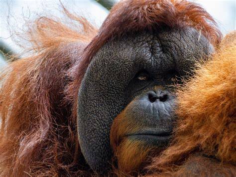 Are They Endangered Orangutan