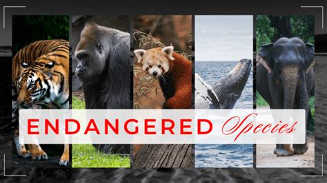 Are They Endangered Species