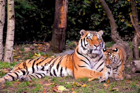 Are They Endangered Tiger