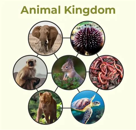 Are They Related In Animal Kingdom