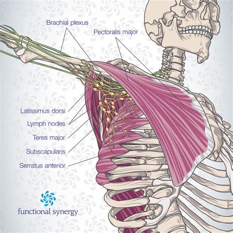 Armpit Strained Muscle