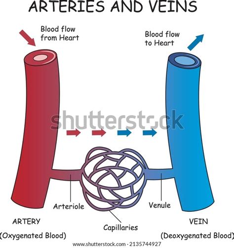 Arteries Vs Veins