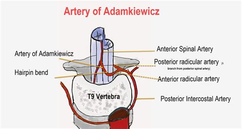 Artery Of Adamkiewicz