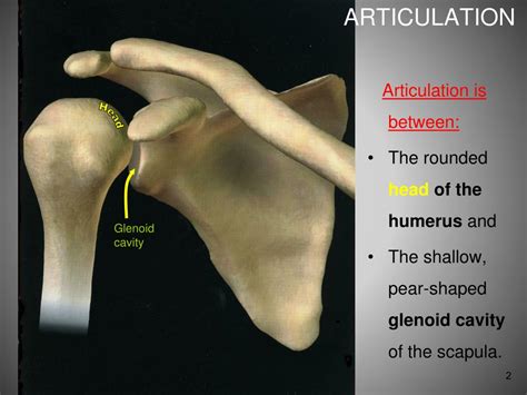Articulation Of Shoulder