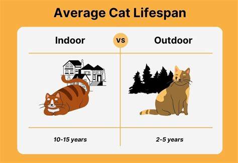 Average Of House Cat