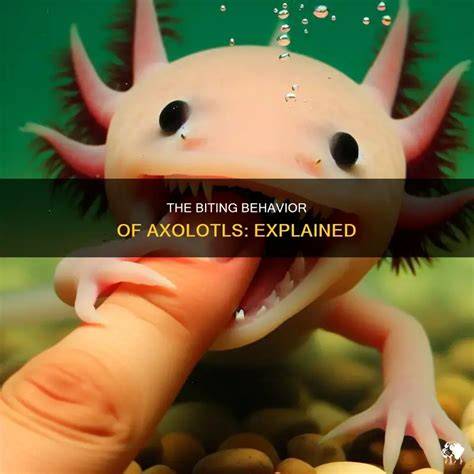 Axolotl Do They Bite