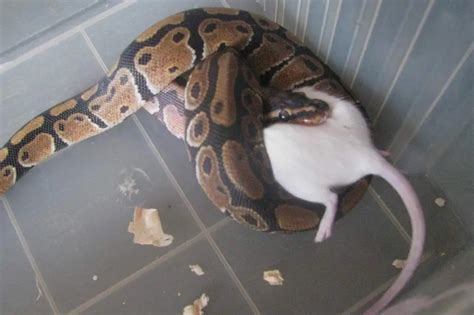 Ball Python Do They Bite