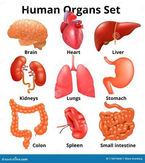 Basic Anatomy Organs