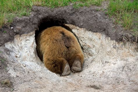 Bears Do They Hibernate
