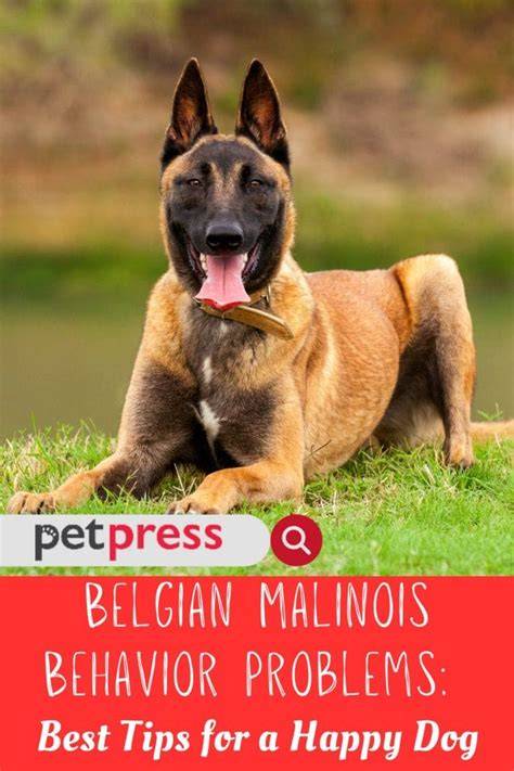 Behavior Of Belgian Malinois