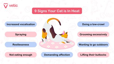 Behavior Of Cats In Heat