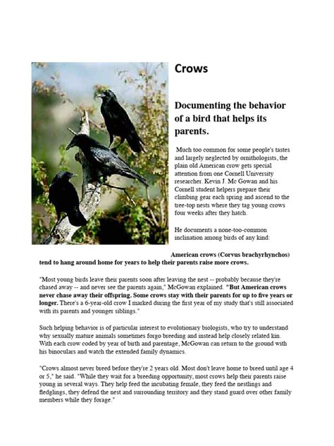 Behavior Of Crows