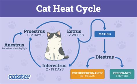 Behavior Of Female Cat In Heat