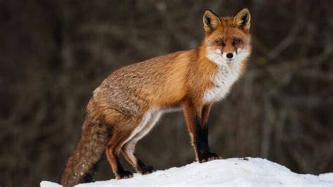 Behavior Of Foxes