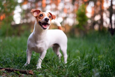 Behavior Of Jack Russell Dog