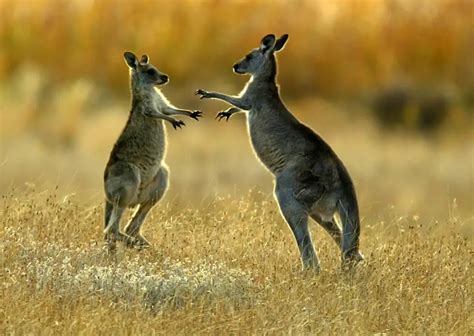 Behavior Of Kangaroo