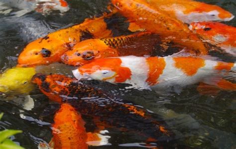 Behavior Of Koi Fish