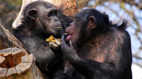 Behavior Of Mammals
