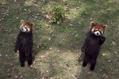 Behavior Of Red Panda