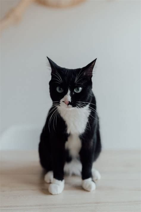 Behavior Of Tuxedo Cats